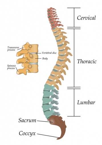 Spinal-anatomy 